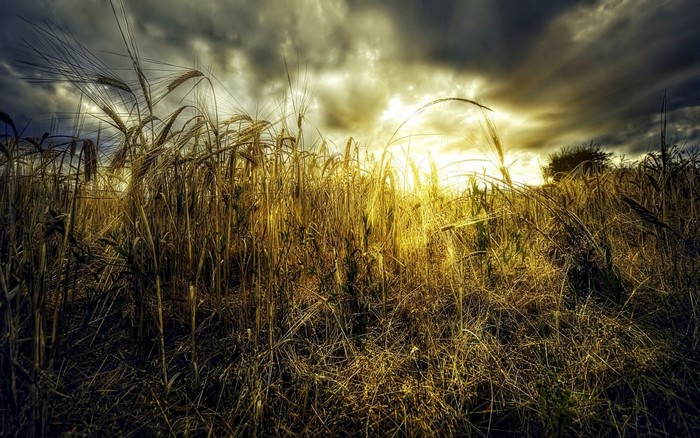 Wheat field at sunset with dramatic clouds