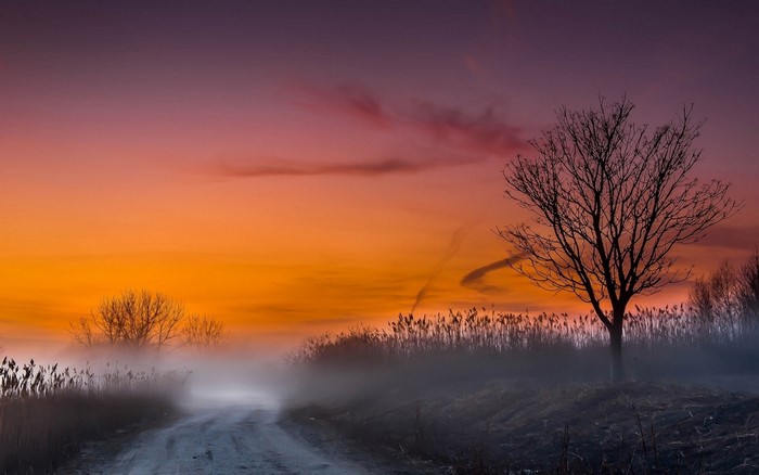 Misty Road at Sunset with Bare Trees