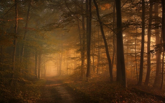 Sunlight filtering through trees in a misty forest path
