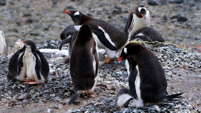 Gentoo penguins and chicks on rocky ground