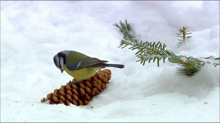 Blue titmouse on a pinecone in the snow