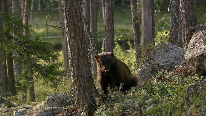 Wolverine in a forest habitat