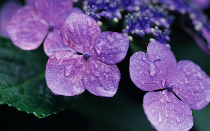 Purple hydrangeas with water droplets and green leaf