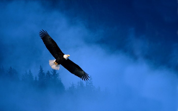 Bald eagle flying over a misty forest