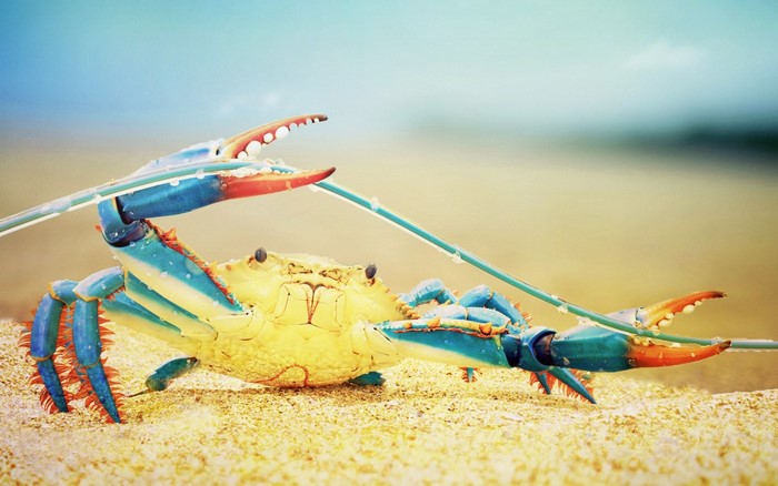 Colorful crab on a sandy beach with blue sky