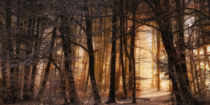 Sunlight filtering through trees in a winter forest