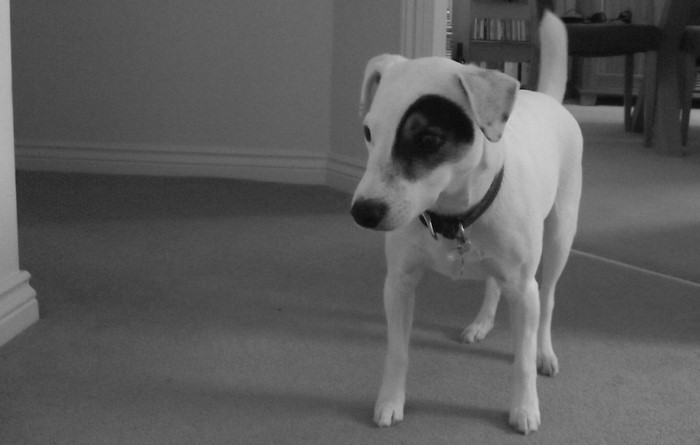 White Jack Russell Terrier dog with black eye patch
