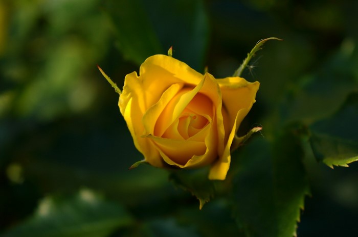 Sunlit Yellow Rose in Garden Close-Up