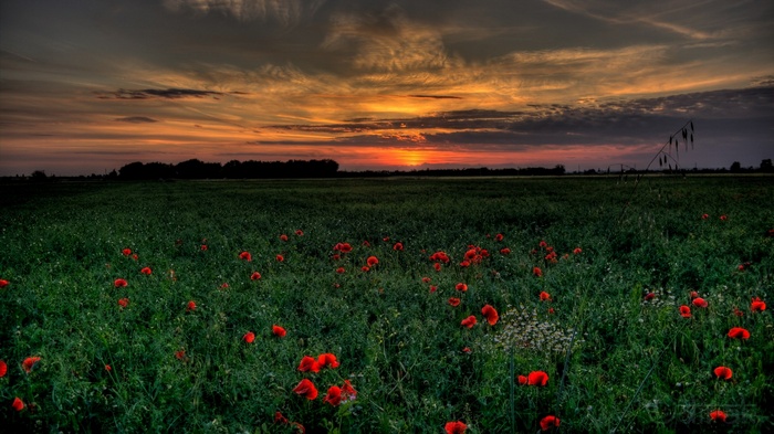 Field of poppies at sunset