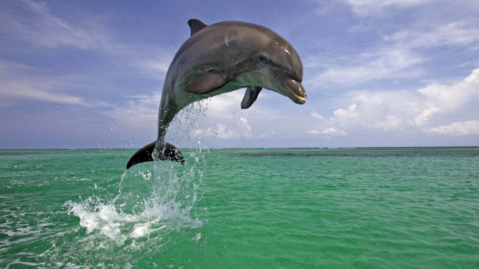 Dolphin jumping out of the ocean