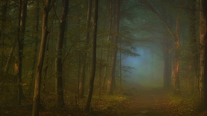 Misty forest path with sunlight filtering through trees