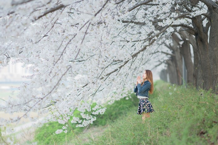 Woman praying under cherry blossom trees
