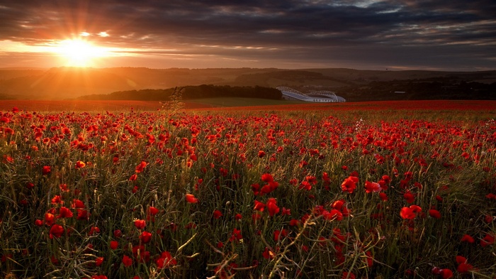 Field of poppies at sunset with stadium in background