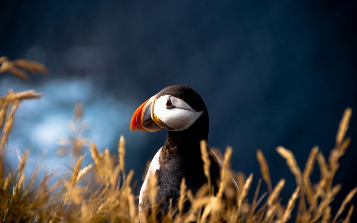 Close-up of a Puffin in Natural Habitat