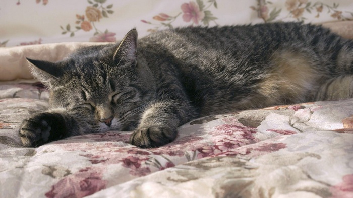 Tabby cat sleeping on a floral blanket