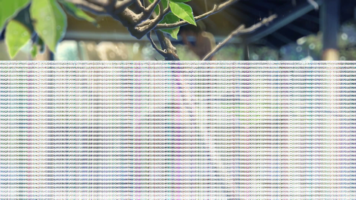 The Garden of Words