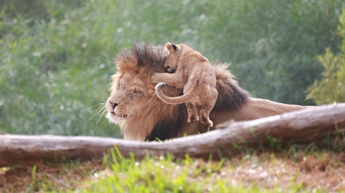 Lion cub playing on adult lion's back