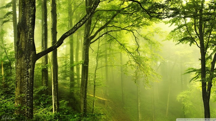 Sunlight filtering through a misty green forest