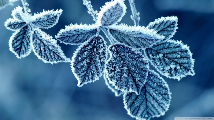 Frost covered leaves on a branch in winter