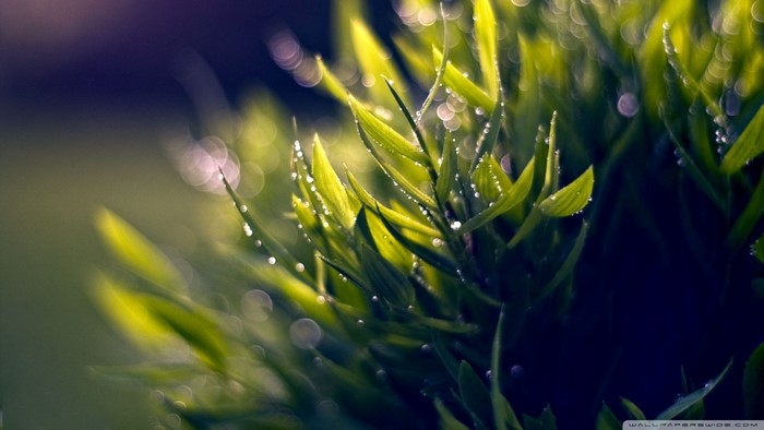 Close-up of green grass with dew drops and bokeh