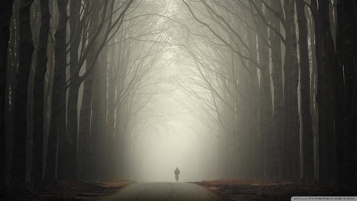 Person cycling on a road through a foggy forest