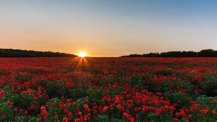 Field of red poppies at sunset