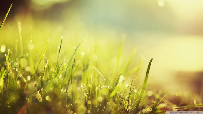 Close up of grass with dew drops in sunlight