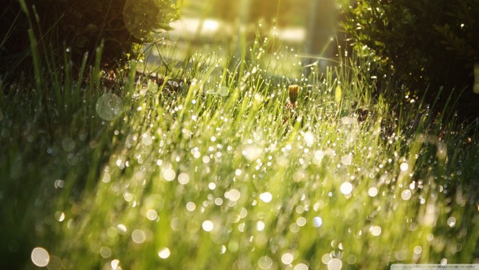Sunlight on wet grass with bokeh