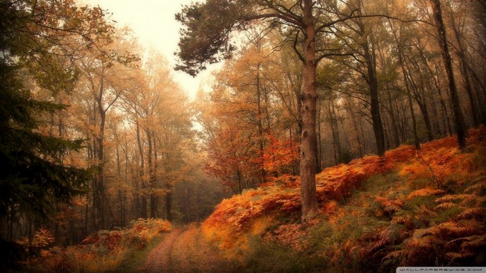 Autumn forest with a path and ferns