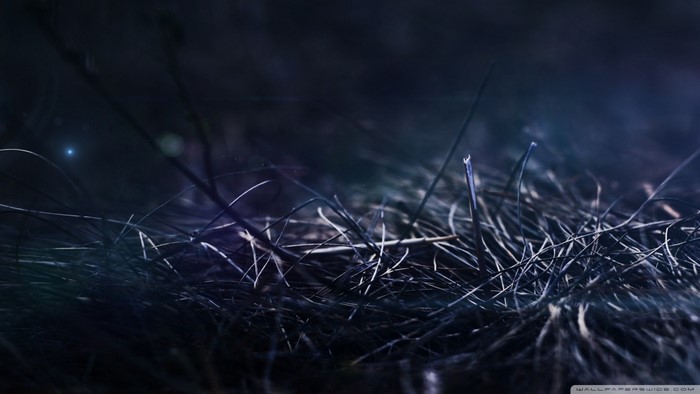 Close up of grass at night with light