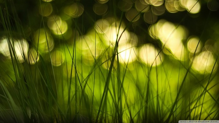 Green grass with blurred sunlight bokeh