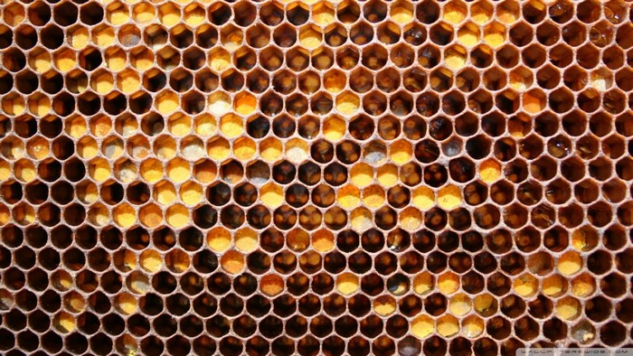 Honeycomb with honey and pollen