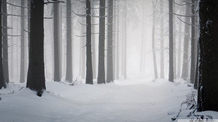 Snowy forest in winter with fog