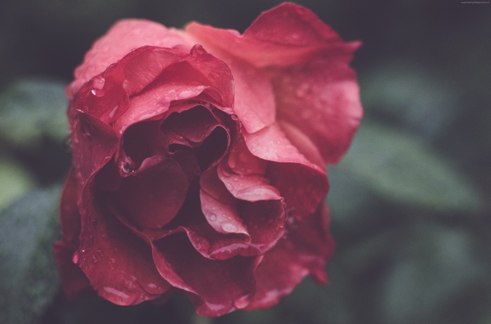 Red Rose with Water Droplets 4K