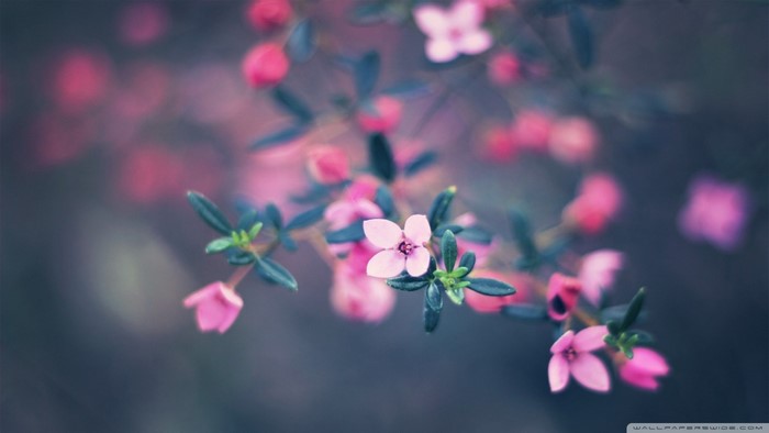 Pink flowers and green leaves on a branch