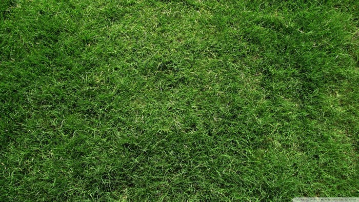 Close-up of a green lawn with blades of grass