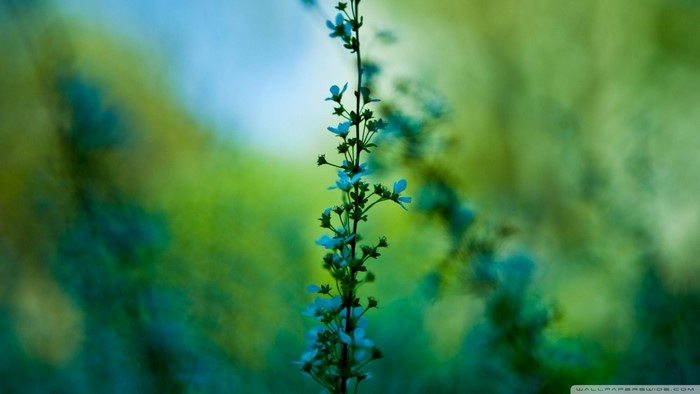 Close up of a delicate flowering plant stem