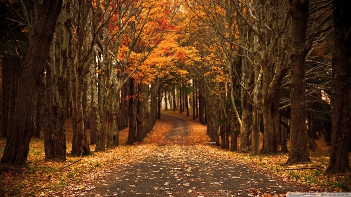 A tree-lined road in autumn with fallen leaves