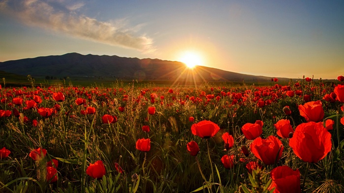 Field of red poppies at sunset with mountain backdrop