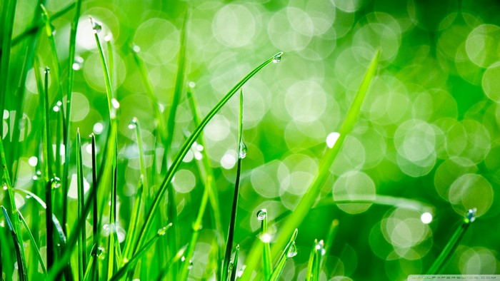 Macro shot of grass with dew drops and bokeh background