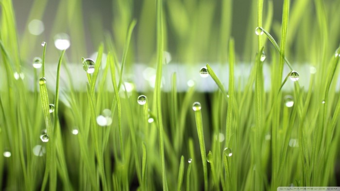 Close-up of green grass with dew drops