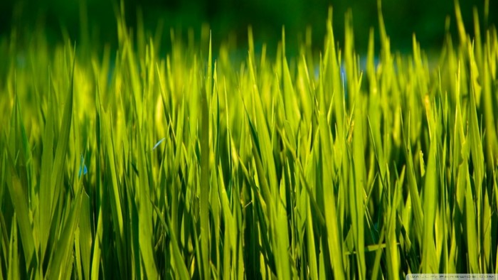 Green grass field with sunlight