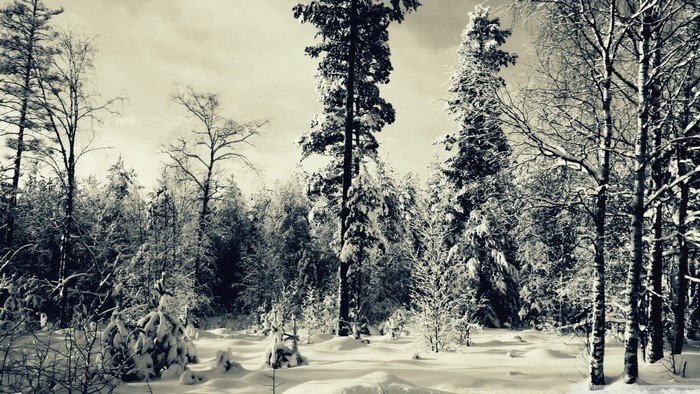 Snow-covered forest in winter