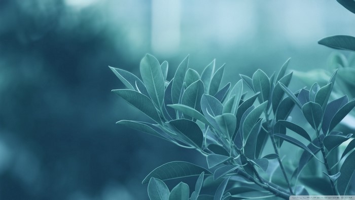 Close-up of blue-green leaves on a branch