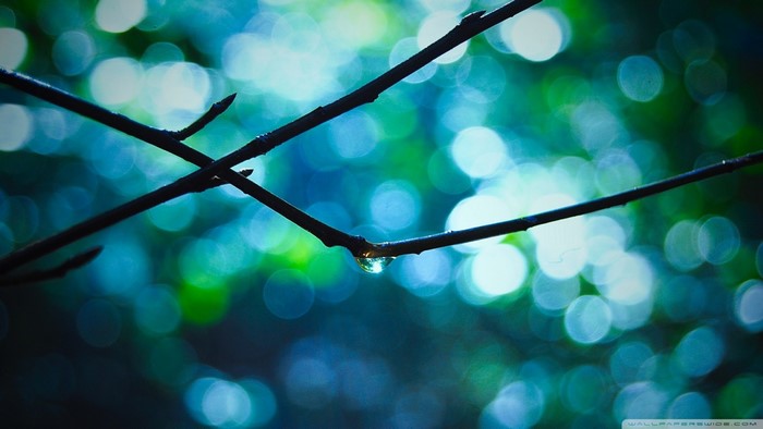 Water drop on a branch with bokeh background