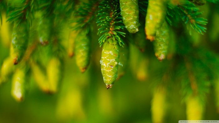Green pine cones on a tree branch