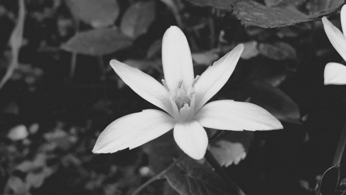 Monochrome close-up of a white flower with six petals