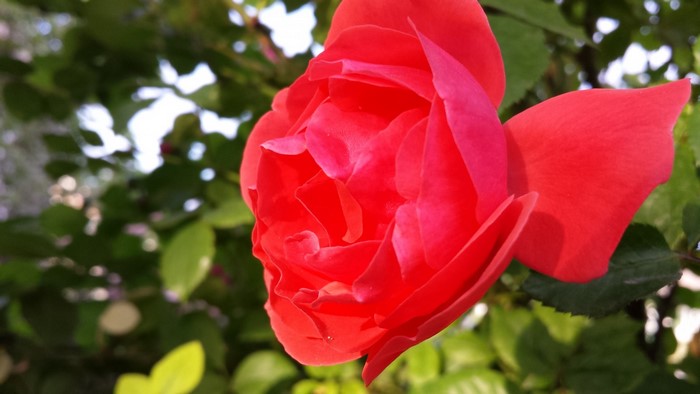 Close-up of a vibrant red rose in bloom