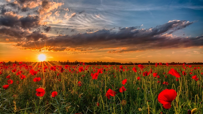 Field of red poppies at sunset