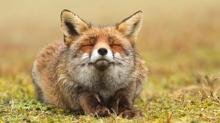 A red fox with closed eyes rests on the grass